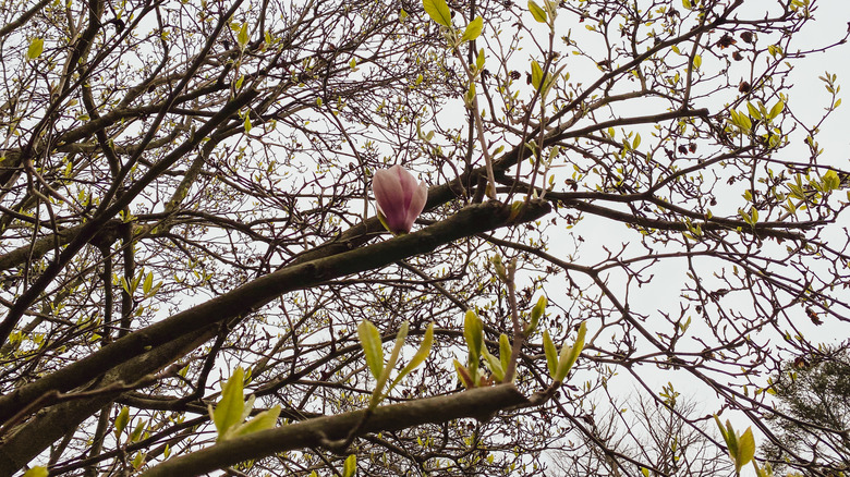 unhealthy magnolia tree's sparse branches