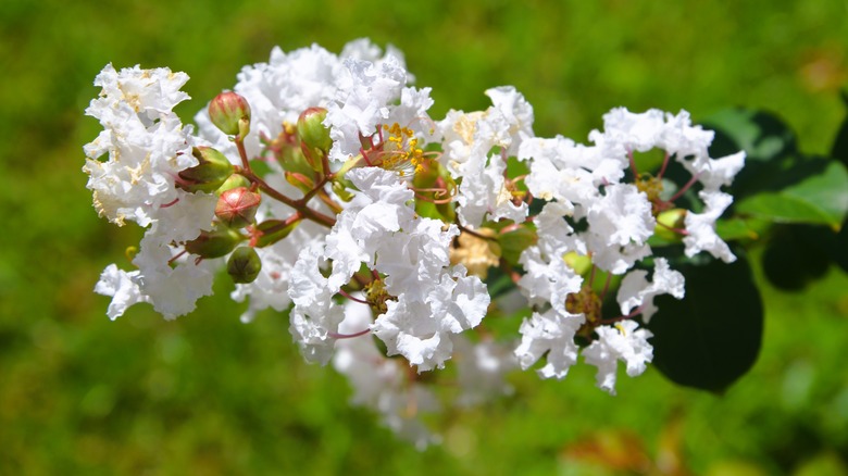 white crepe myrtle flowers