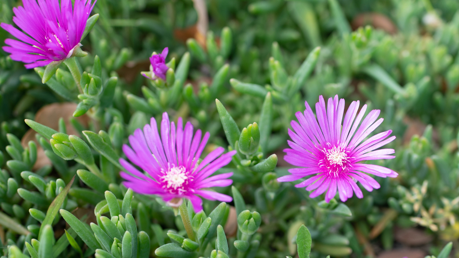 The Best Time To Add Ice Plant Succulents To Your Garden