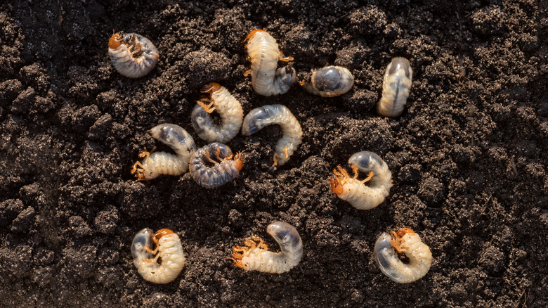 infestation of grubs in dirt