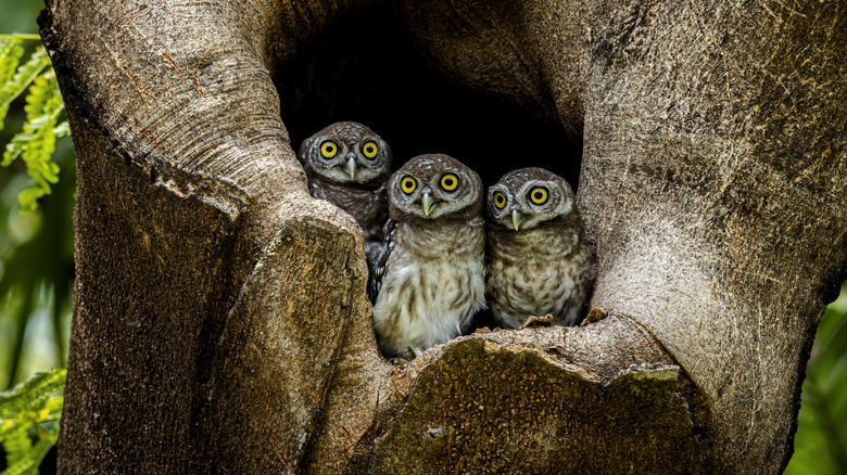 Three baby owls peering out of a giant hole in a tree trunk