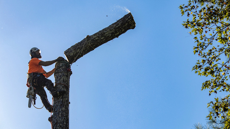 Arborist removing sections of a tree while leaving a part standing