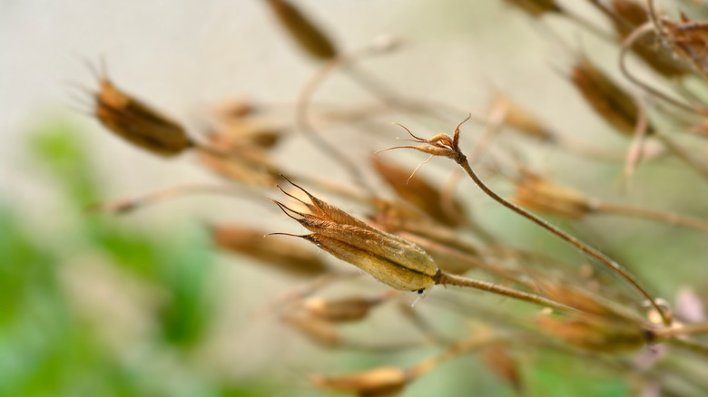 dried columbine seed pods