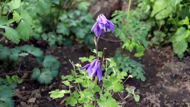 purple columbine