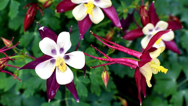 magenta and yellow columbines