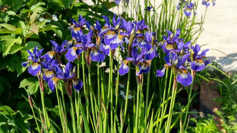 Siberian iris