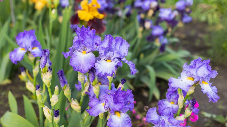 bearded irises