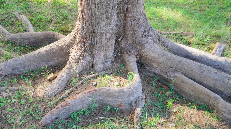 Thick tree roots