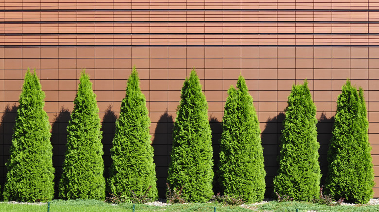 row of young arborvitae trees