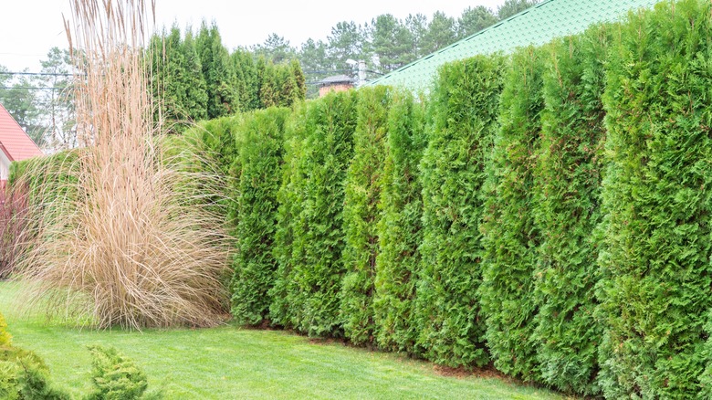 arborvitaes trimmed into a hedge