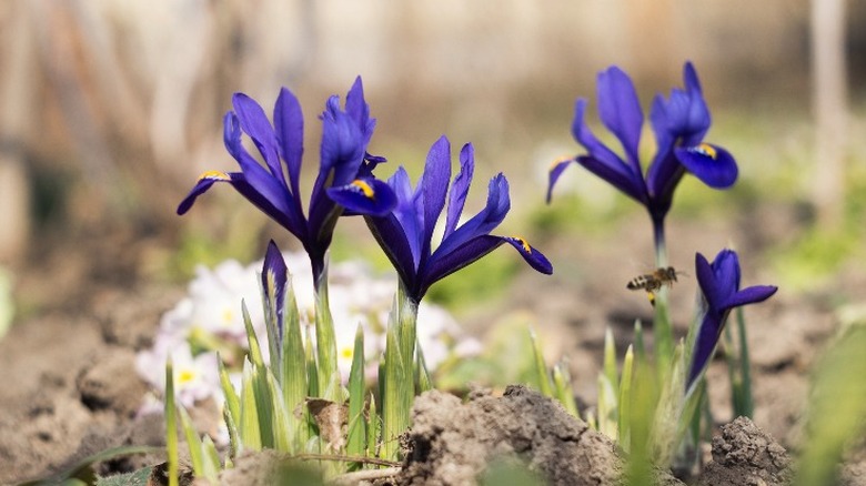 spring blooming iris flowers