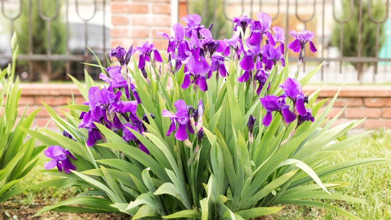 beautiful and healthy iris flowers