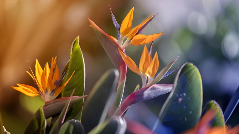 Bird of paradise plant