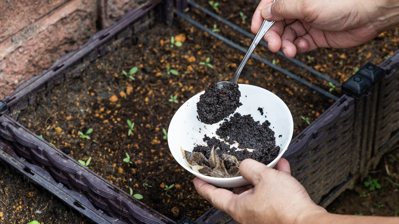 coffee grounds being used as fertilizer