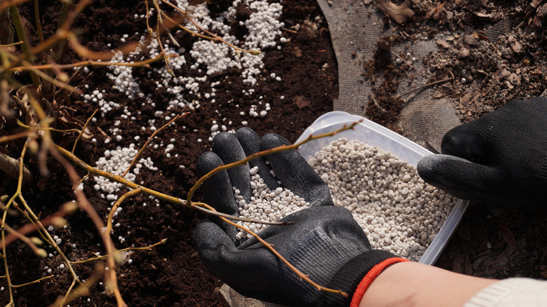 person adding fertilizer to soil 