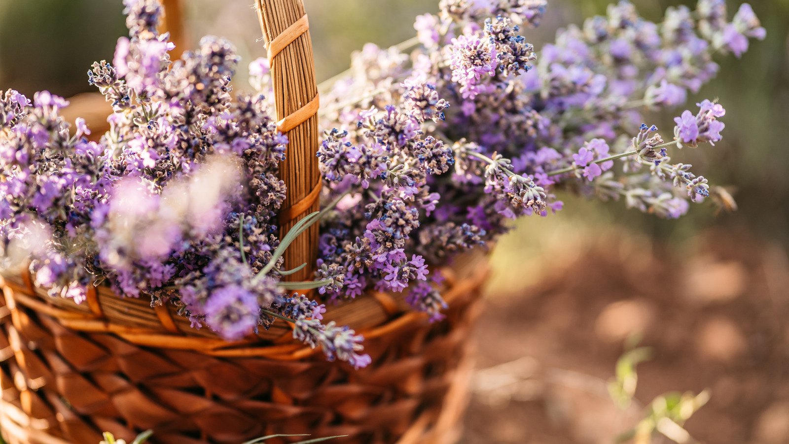 The Best Time To Harvest Lavender For Optimal Fragrance