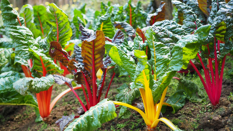 Swiss chard in garden