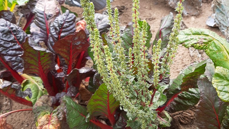 Swiss chard that has bolted