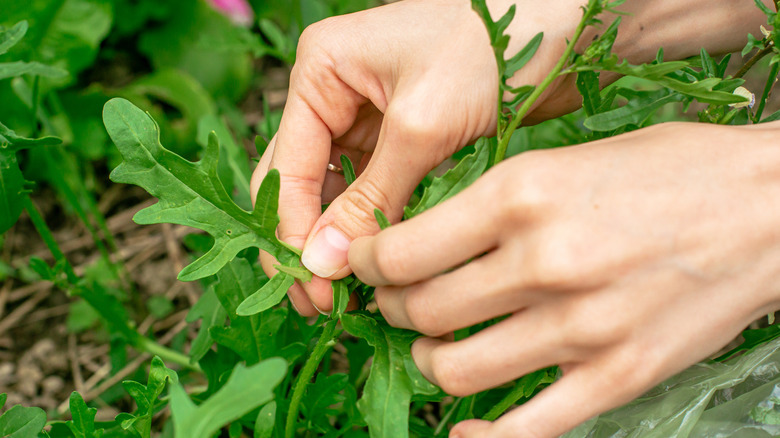 Person harvesting arugula