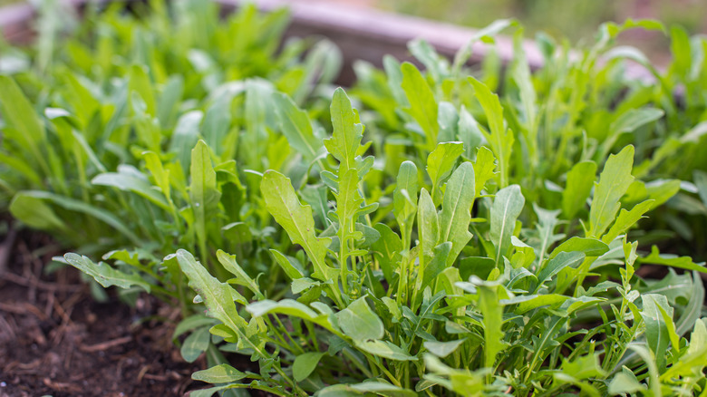 Baby arugula plant