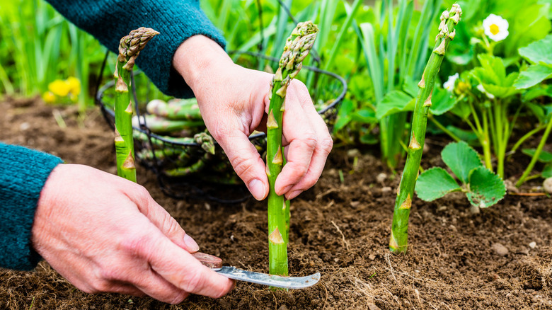 a person harvesting asparagus with a knife