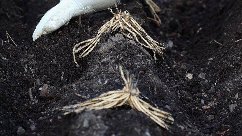 asparagus crowns in soil