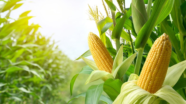 The Best Time To Plant Corn In Your Garden For A Plentiful Harvest