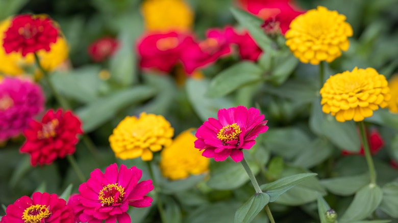 pink and yellow zinnias