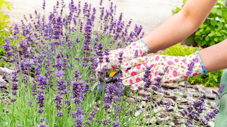 gardener caring for lavender