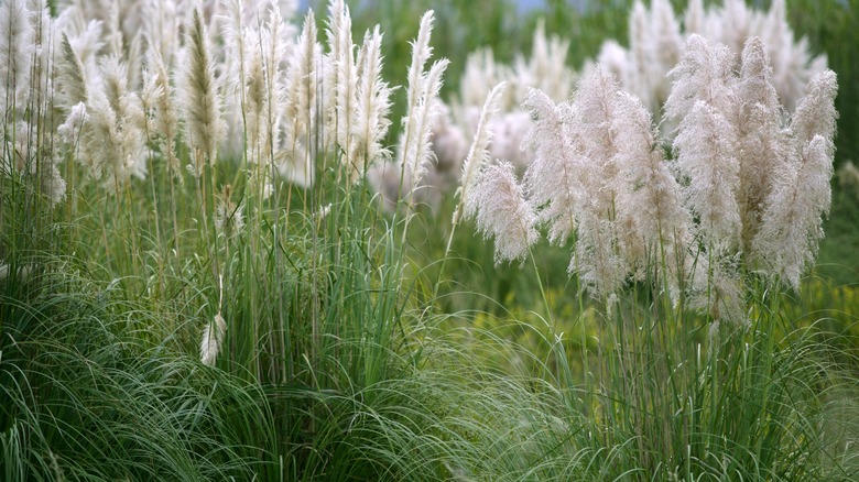 pampas grass