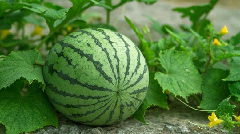 watermelon growing in a garden