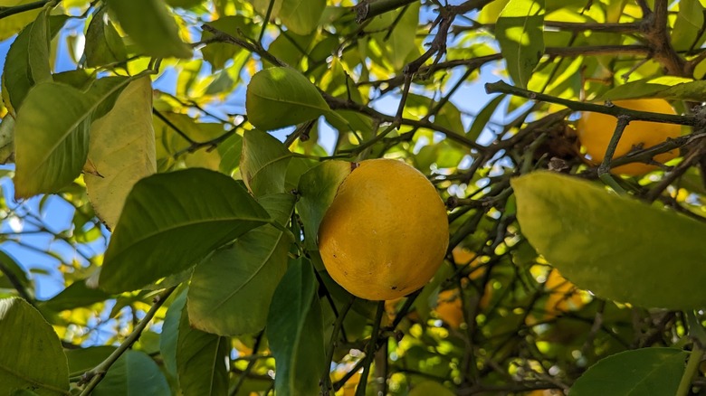 close up of lemon on tree