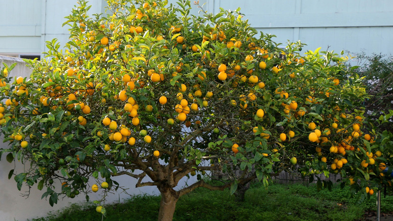 Meyer lemon tree with fruit