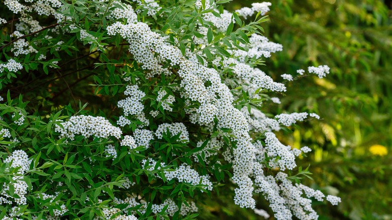 snowmound spirea cascading downward