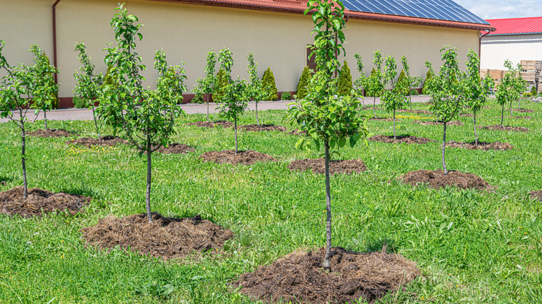 plot of young apple trees