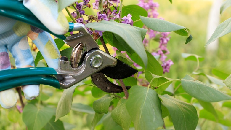 sheers trimming a lilacs
