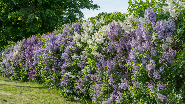 large lilac bush