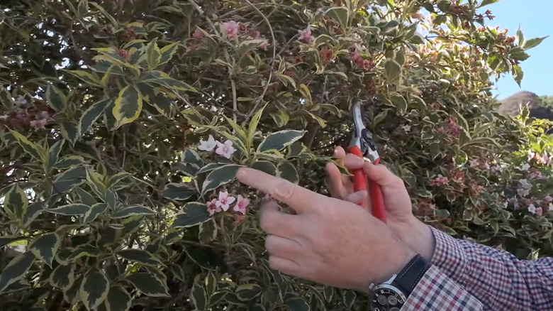 Man pruning blooming weigela