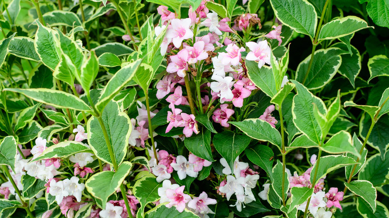 Pink weigela flowers