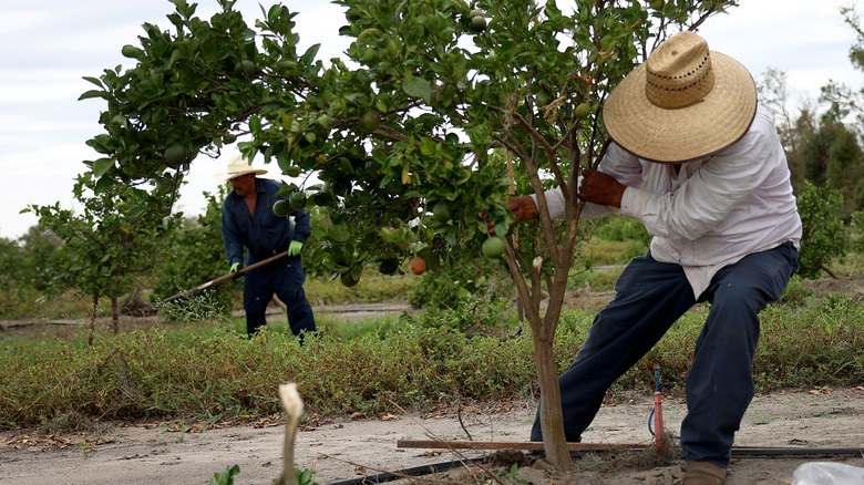 person staking a tree