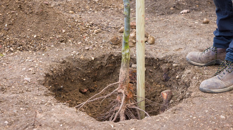 Staking young tree roots