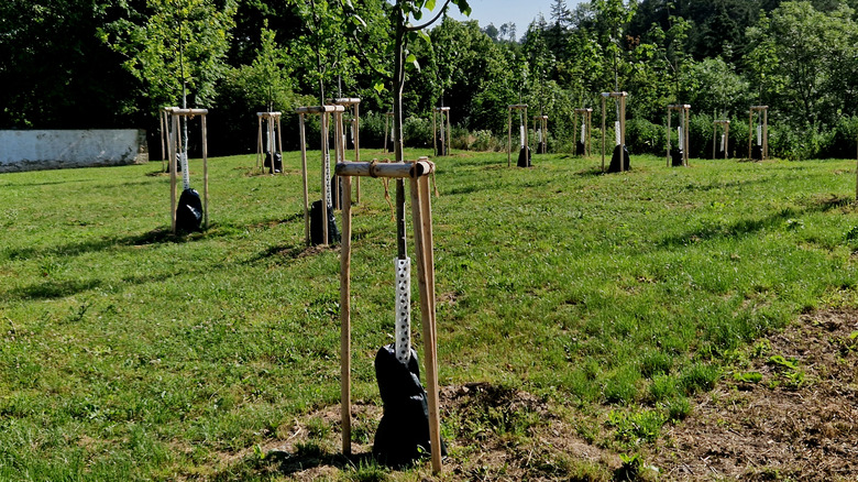 New trees with stakes