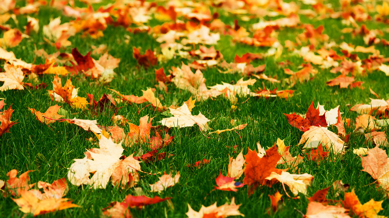 Raking leaves in fall