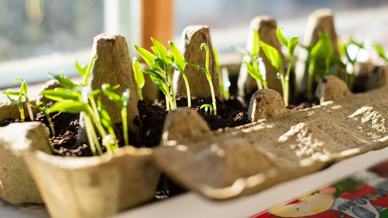 Numerous seedlings sprouting in an egg carton