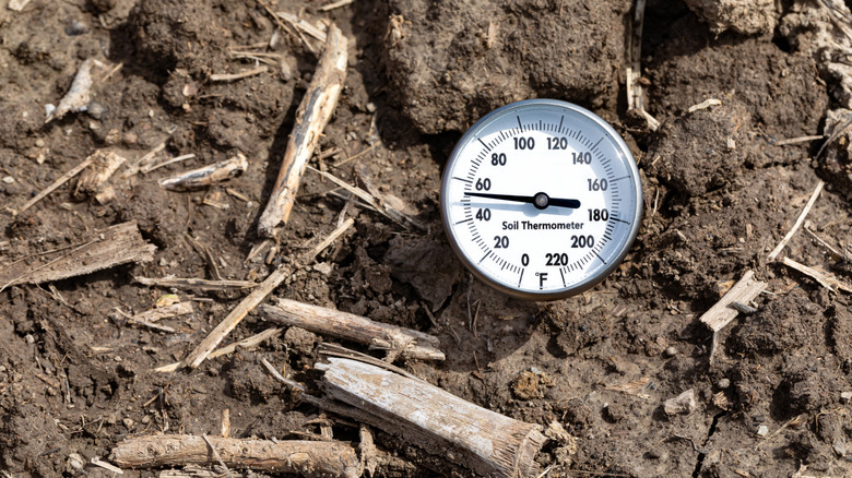 Testing soil temperature with a thermometer