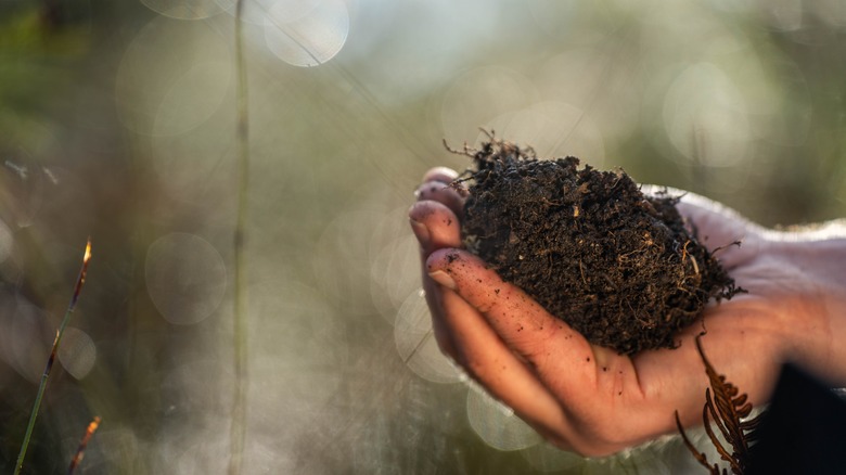 Soil in hand