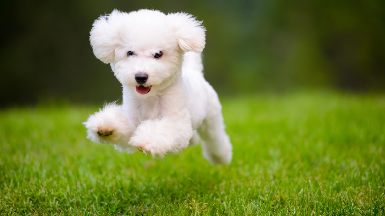 White dog jumping on lawn