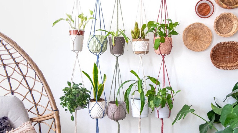 Hanging plants on a wall