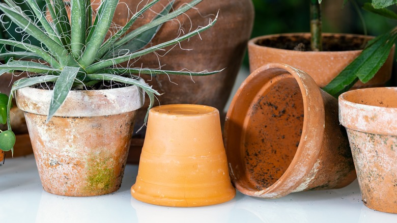 Plant pots lined up