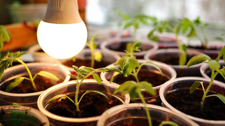 tomatoes growing indoors